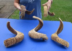 5 piece lot of B-Grade Sheep Horns 22 to 30 inches - $50/lot