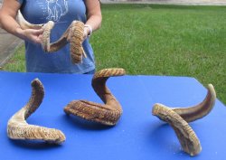5 piece lot of B-Grade Sheep Horns 21 to 31 inches - $50/lot