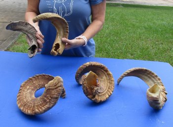 5 piece lot of B-Grade Sheep Horns 21 to 29 inches - $50/lot