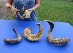 5 piece lot of B-Grade Sheep Horns 19 to 31 inches - $50/lot