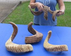 5 piece lot of B-Grade Sheep Horns 20 to 30 inches - $50/lot