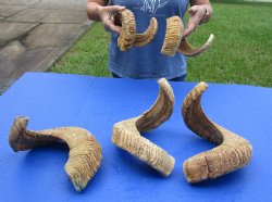 5 piece lot of Ram Horns, Sheep Horns 23 to 26 inches - $88/lot