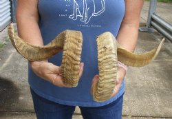 24 inch matching pair of ram sheep horns for sale - $42/pair