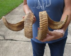 24 and 25 inch matching pair of ram sheep horns for sale - $42/pair
