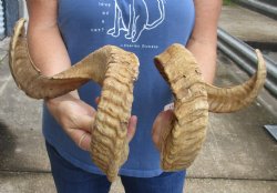 25 and 26 inch matching pair of ram sheep horns for sale - $42/pair