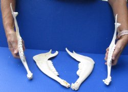 4 piece lot of Real Kudu Jaw bones for $39