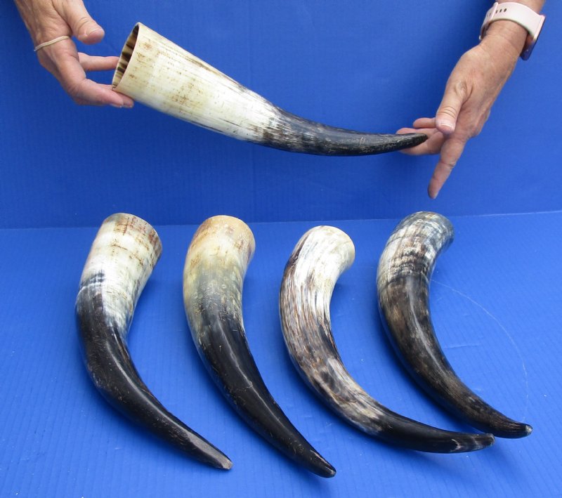 Cattle/cow horns