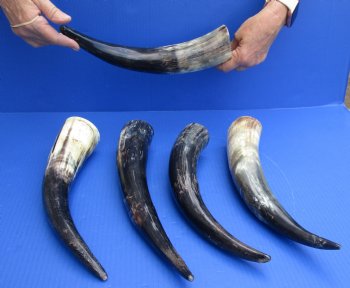 5 pc lot of Cattle/Cow horns lightly polished and sanded 13 and 16 inches - $35/lot