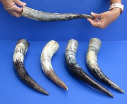 5 pc lot of Cattle/Cow horns lightly polished and sanded 13 and 16 inches - $35/lot