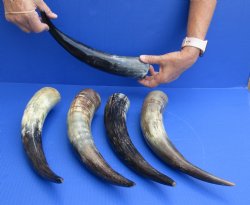 5 pc lot of Cattle/Cow horns lightly polished and sanded 13 and 16 inches - $35/lot
