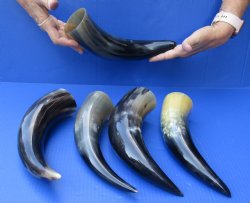 5 pc Polished 12 - 15 inch Cattle/Cow Horns for $45/lot