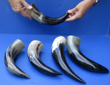 5 pc Polished 12 - 15 inch Cattle/Cow Horns for $45/lot