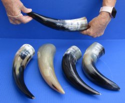 5 pc Polished 12 - 15 inch Cattle/Cow Horns for $45/lot