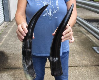 2 pc Polished 17 - 18 inch Cattle/Cow Horns for $28/lot