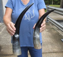 2 pc Polished 16 - 18 inch Cattle/Cow Horns for $28/lot