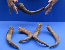 Goat Horns 12 - 16 inches - 5 pc lot for $27
