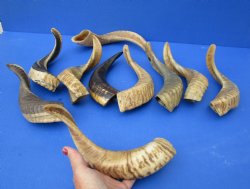 10 piece lot of Ram Horns, Sheep Horns 12 to 15 inches - $85/lot
