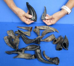 Goat Horns 4 - 6 inches - 20 pc lot for $50 