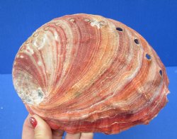 Natural Red Abalone Shell for Shell decor 7 inches wide - $20