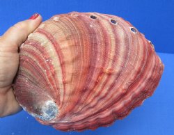 Natural Red Abalone Shell for Shell decor 7 inches wide - $20