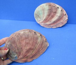 2 pc lot of Natural Red Abalone Shells for Shell decor 6 inches wide - $28/lot