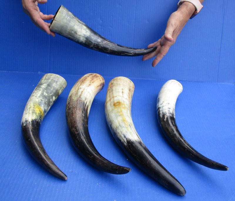 Cattle/cow horns