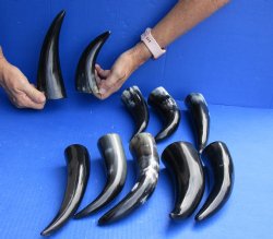 10 pc Polished 6 - 8 inch Cattle/Cow Horns for $33/lot