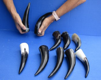 10 pc Polished 6 - 8 inch Cattle/Cow Horns for $33/lot