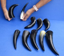 10 pc Polished 6 - 8 inch Cattle/Cow Horns for $33/lot