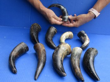 10 pc lot of Cattle/Cow horns lightly polished and sanded 6 and 8 inches - $28/lot