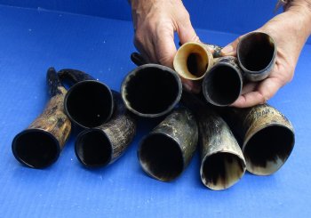 10 pc lot of Cattle/Cow horns lightly polished and sanded 6 and 8 inches - $28/lot