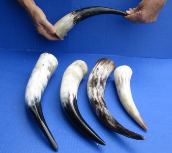 Five piece lot of White Polished Cow/Cattle horns 10 to 15 inches for $65/lot