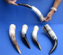 Five piece lot of White Polished Cow/Cattle horns 10 to 15 inches for $65/lot