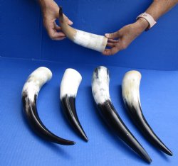 Five piece lot of White Polished Cow/Cattle horns 10 to 15 inches for $65/lot