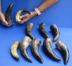 10 pc lot of Cattle/Cow horns lightly polished and sanded 6 and 8 inches - $28/lot