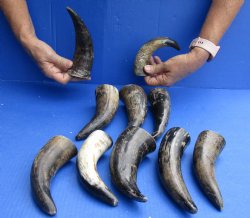 10 pc lot of Cattle/Cow horns lightly polished and sanded 6 and 8 inches - $28/lot