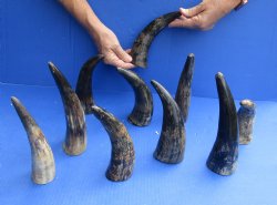 10 pc lot of Cattle/Cow horns lightly polished and sanded 6 and 8 inches - $28/lot