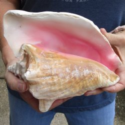 9" XL Pink Conch - $18