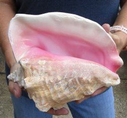 9" XL Pink Conch - $18
