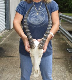 12" Male Blesbok Skull with 14" Horns - $75