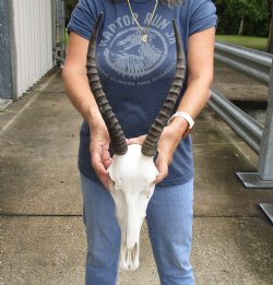 Slight B-Grade 12" Female Blesbok Skull with 13" Horns - $65