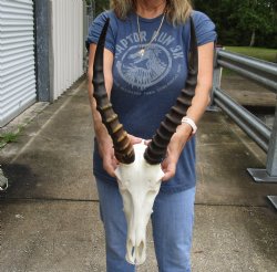 B-Grade 13" Male Blesbok Skull with 15" Horns - $65
