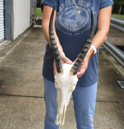 B-Grade 12" Female Blesbok Skull with 11" Horns - $60