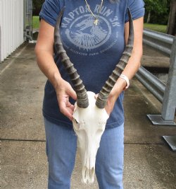 Slight B-Grade 12" Female Blesbok Skull with 13" Horns - $65