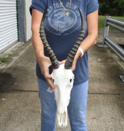 B-Grade 12" Female Blesbok Skull with 13" Horns - $60