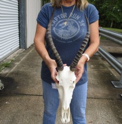 B-Grade 13" Female Blesbok Skull with 14" Horns - $65