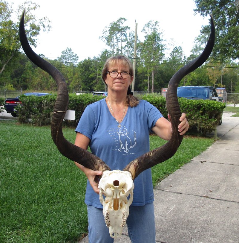 African Kudu Skull