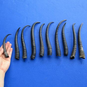 6" - 9" Female Springbok Horns, 10 pc - $50