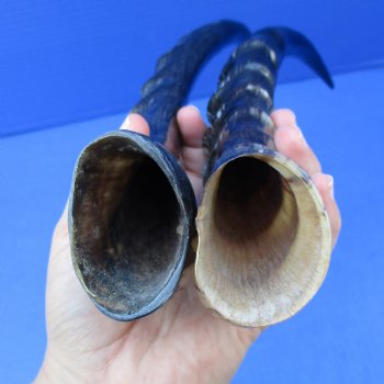 2 Polished Blesbok Horns (not a pair) - $35  