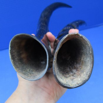 2 Polished Blesbok Horns (not a pair) - $35  